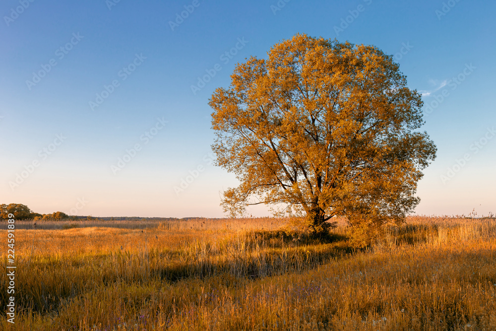 A lonely autumn tree. A lonely autumn tree.