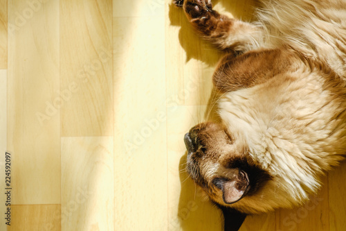 Cute Balinese cat lays comfortable in the afternoon sunlight that leaks into the living room. photo
