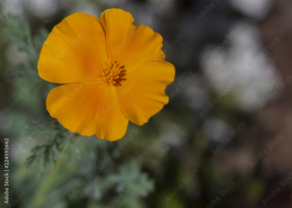 Closeup of Yellow Poppy Closeup of Yellow Poppy