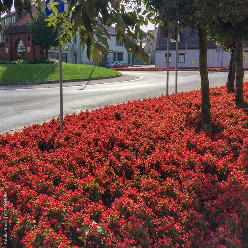 many bright red flowers, many bright red flowers, autumn flowers, rows of bright plants on a city flowerbed photo