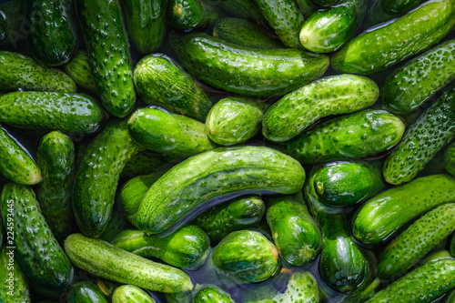 Preparations for pickling cucumbers in the village
