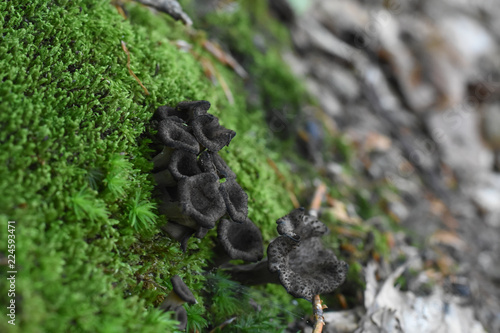 Foto Horn of plenty mushrooms Craterellus cornucopioides in nature