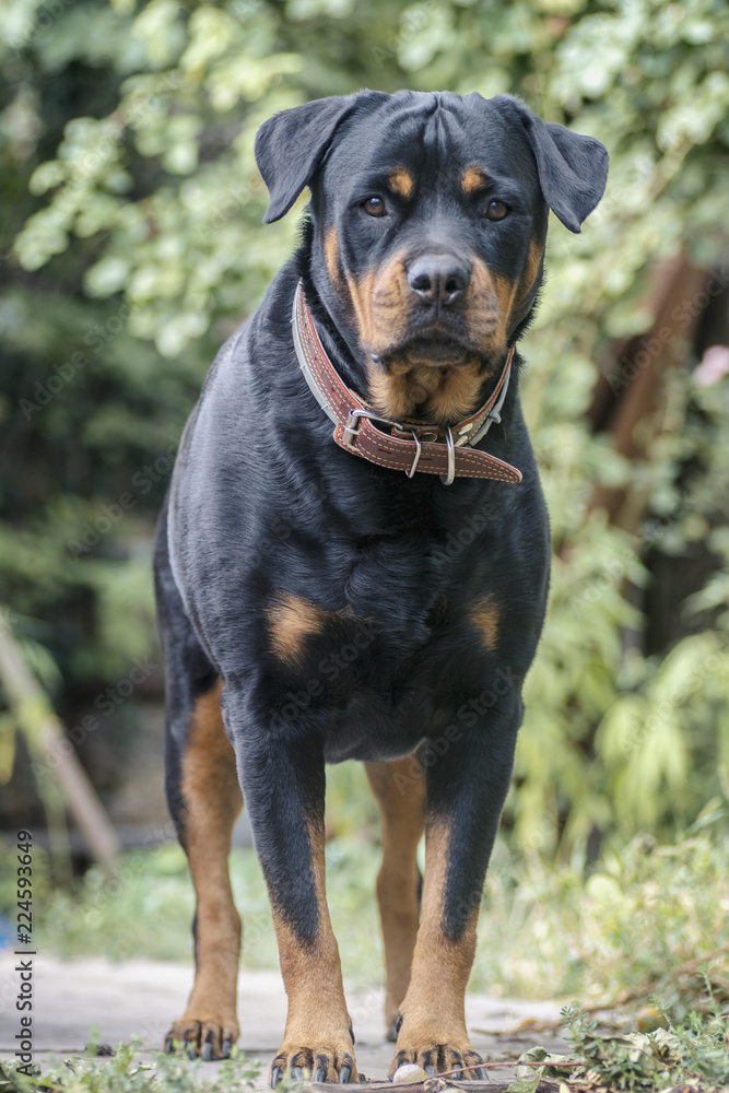 Fototapeta premium dog portrait adult rottweiler on walk in gaden