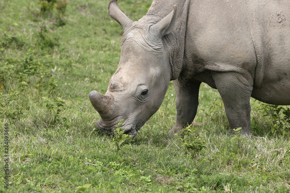 A white rhinoceros (Ceratotherium simum) in the wild in South Africa. This is an endangered animal. A white rhinoceros (Ceratotherium simum) in the wild in South Africa. This is an endangered animal.