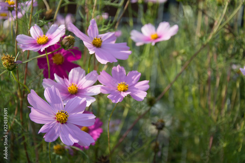 Cluster of pink cosmea flowers at the green background on a flowerbed