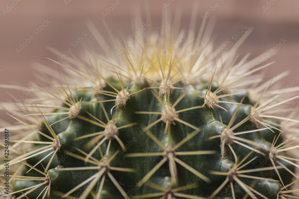 crown of echinocactus grusonii, a cactus also known as known as the golden barrel cactus crown of echinocactus grusonii, a cactus also known as known as the golden barrel cactus