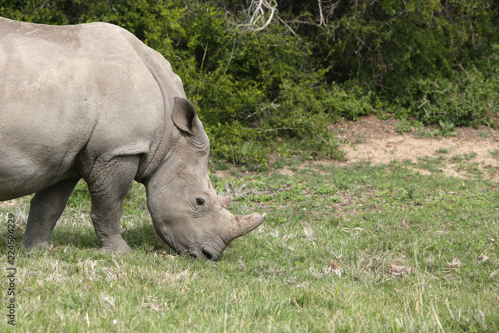 Obraz premium A white rhinoceros (Ceratotherium simum) in the wild in South Africa. This is an endangered animal. 