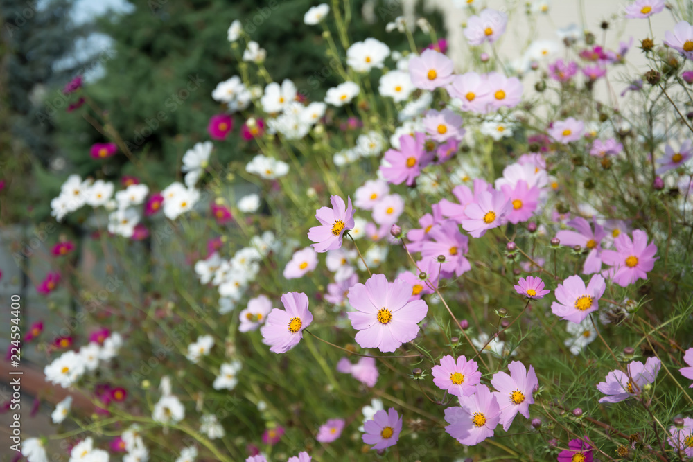 Flowerbed with pink, white and purple cosmea flowers Flowerbed with pink, white and purple cosmea flowers