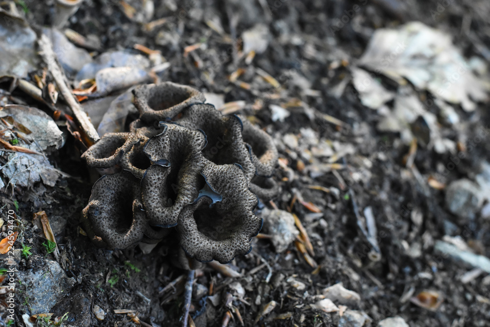 Horn of plenty mushrooms Craterellus cornucopioides in nature. The