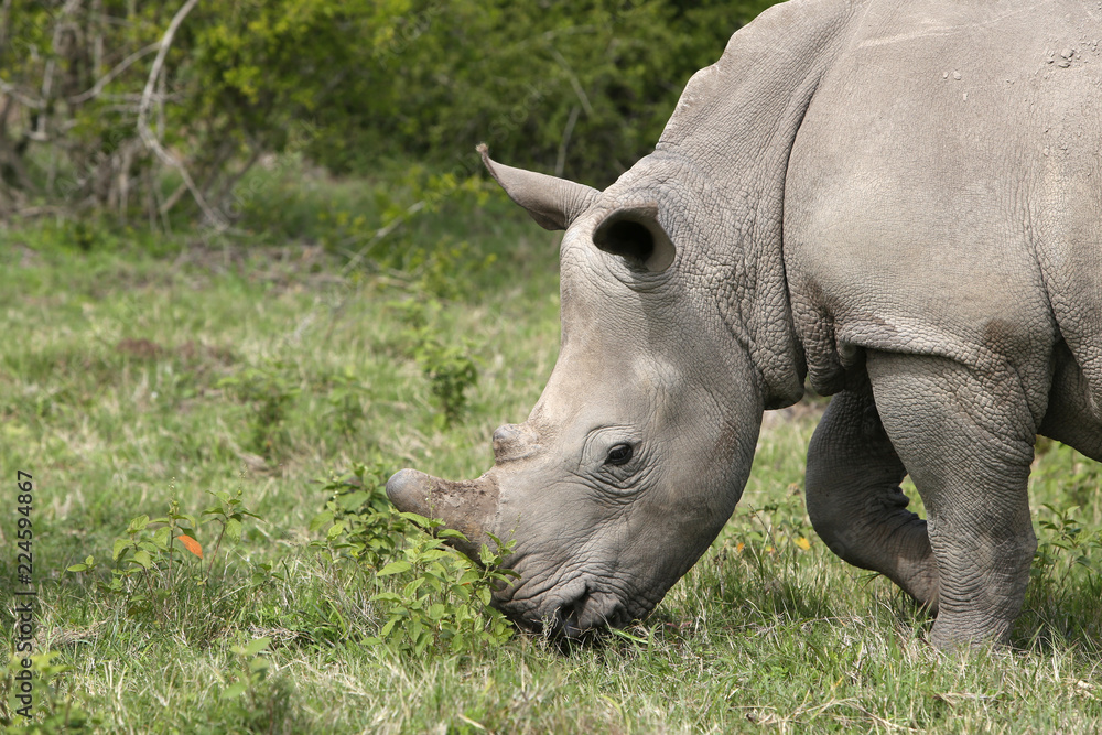 Obraz premium A white rhinoceros (Ceratotherium simum) in the wild in South Africa. This is an endangered animal. 