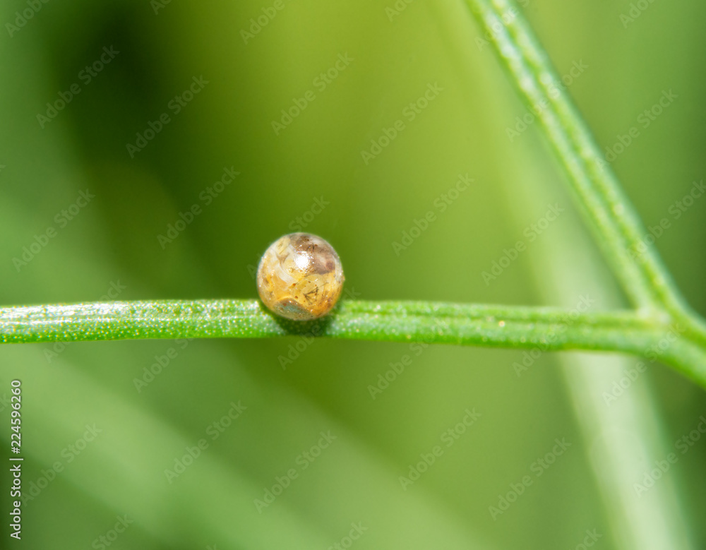Fototapeta premium Jedno jajo motyla z czarnego Palinurusa przymocowane do delikatnego liścia kopru; z gąsienicą widoczną przez muszlę; prawie gotowy do zamknięcia