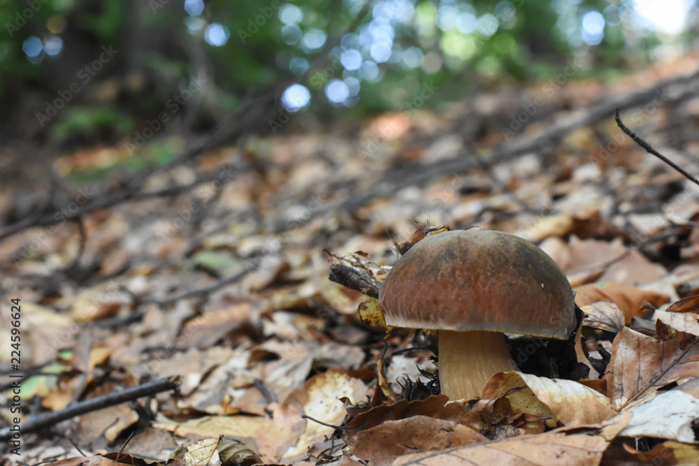 Fresh porcini mushrooms in forest. Brown boletus mushroom, greater edible mushroom Fresh porcini mushrooms in forest. Brown boletus mushroom, greater edible mushroom