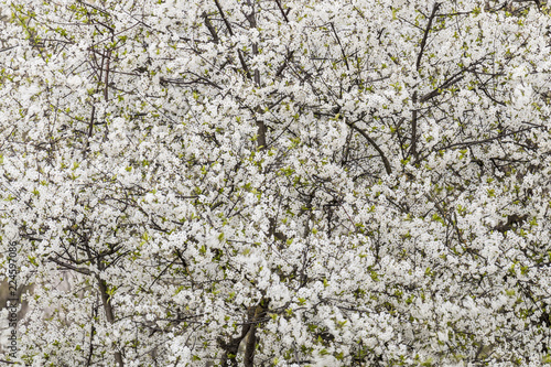 Flowers, flowers, flowers