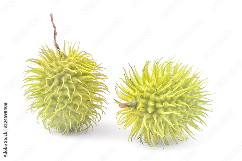 cackrey (Cucumis anguria), also known as maroon cucumber, West Indian gherkin and West Indian gourd, exotic cucumber cackrey (Cucumis anguria), also known as maroon cucumber, West Indian gherkin and West Indian gourd, exotic cucumber