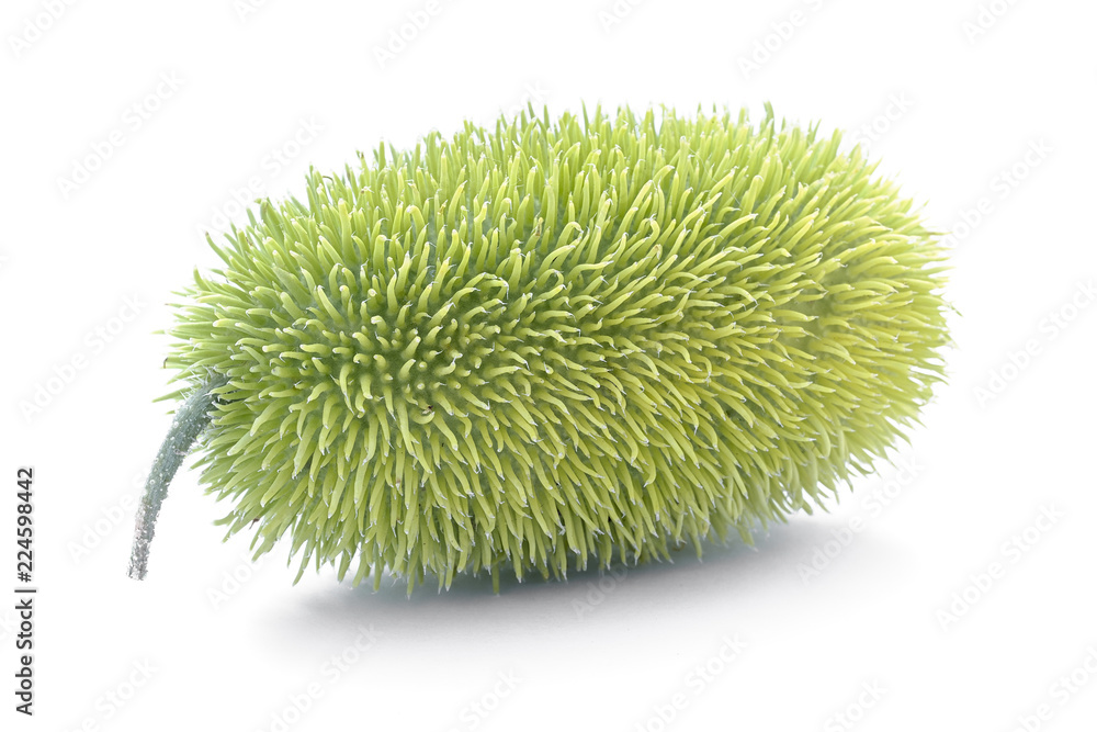 Hedgehog groud or wild cucumber (Cucumis dipsaceus), African wild cucumber, ornamental exotic vegetable Hedgehog groud or wild cucumber (Cucumis dipsaceus), African wild cucumber, ornamental exotic vegetable