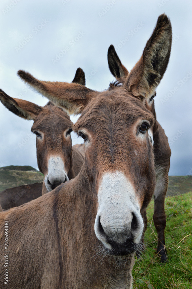 A herd of donkeys in a field, in the country A herd of donkeys in a field, in the country