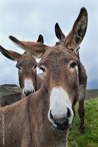 A herd of donkeys in a field, in the country