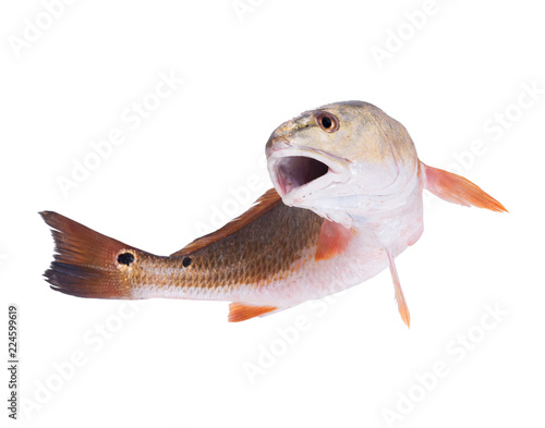 Red Drum (Sciaenops ocellatus).The fish jumps out. Isolated on white background photo