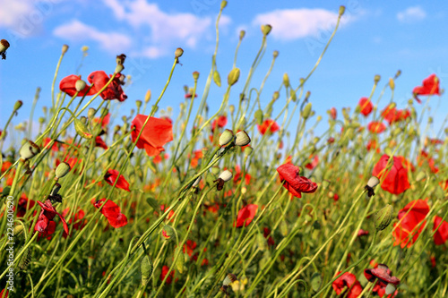 Fototapeta Naklejka Na Ścianę i Meble -  Poppies flowers on green field background. Wild big fresh flower of poppy
