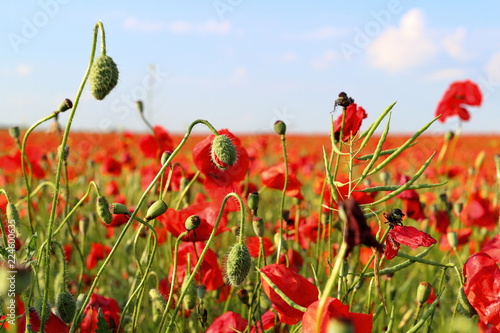 Fototapeta Naklejka Na Ścianę i Meble -  Poppies flowers on green field background. Wild big fresh flower of poppy