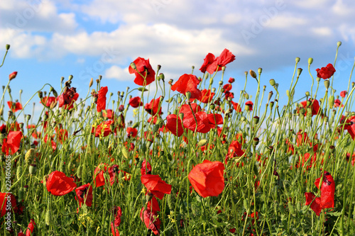 Fototapeta Naklejka Na Ścianę i Meble -  Poppies flowers on green field background. Wild big fresh flower of poppy