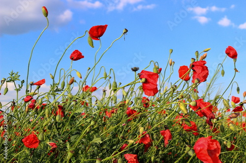 Fototapeta Naklejka Na Ścianę i Meble -  Poppies flowers on green field background. Wild big fresh flower of poppy