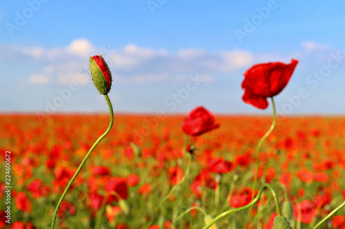 Fototapeta Naklejka Na Ścianę i Meble -  Poppies flowers on green field background. Wild big fresh flower of poppy