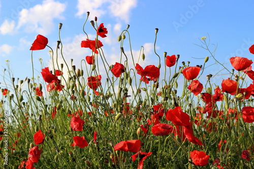 Fototapeta Naklejka Na Ścianę i Meble -  Poppies flowers on green field background. Wild big fresh flower of poppy