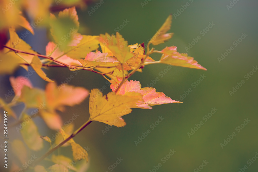 Autumn is here Autumn is here