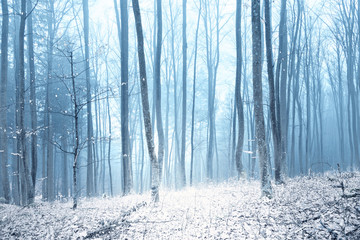 Magic foggy winter day in snowy forest during snowfall.
