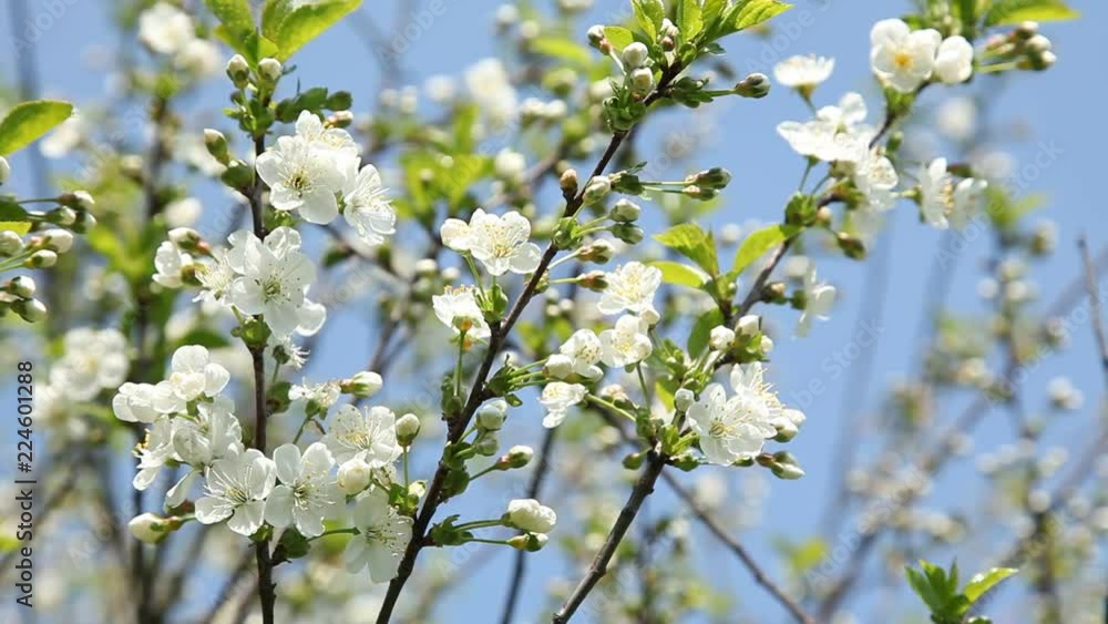 Blüten Blüten