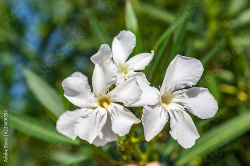 white flowers of apple tree