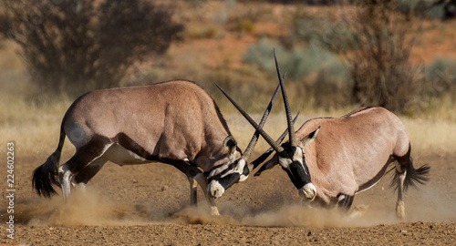 Фотография two oryx fighting for dominance