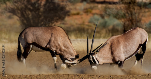 two oryx fighting for dominance