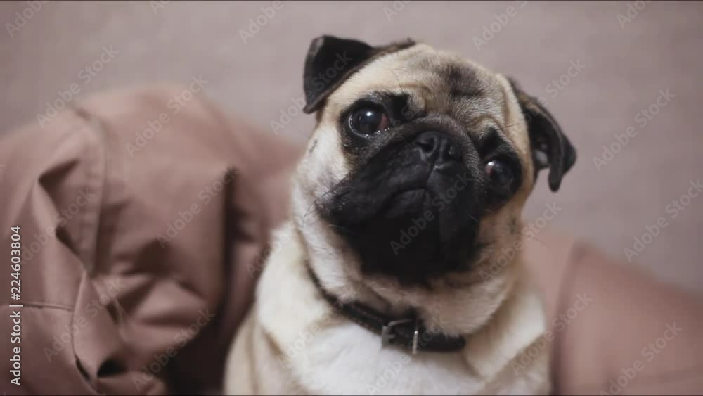 Pug-dog looking into camera, turns his head Pug-dog looking into camera, turns his head
