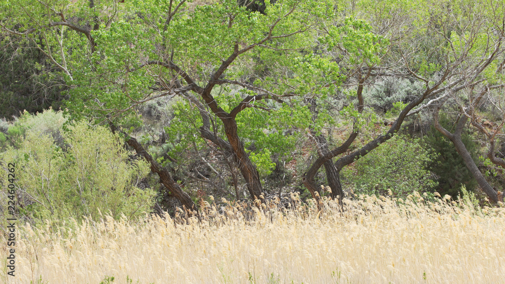 Outdoor scene of tall golden grass blowing in the wind within canyon Outdoor scene of tall golden grass blowing in the wind within canyon