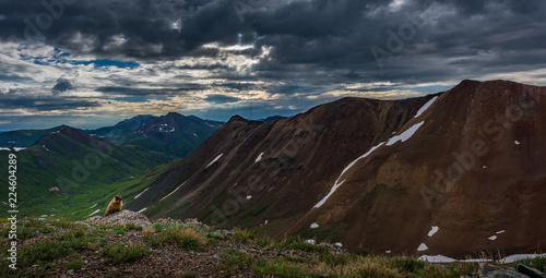 Photography Wild Marmot Colorado Mountains near Houghton Mountain