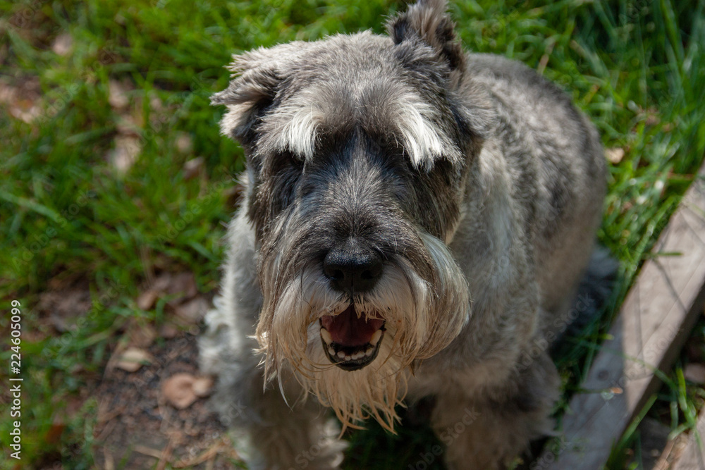 Schnauzer in nature