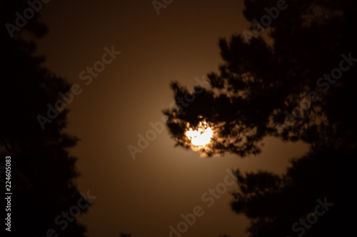 The moon in the forest