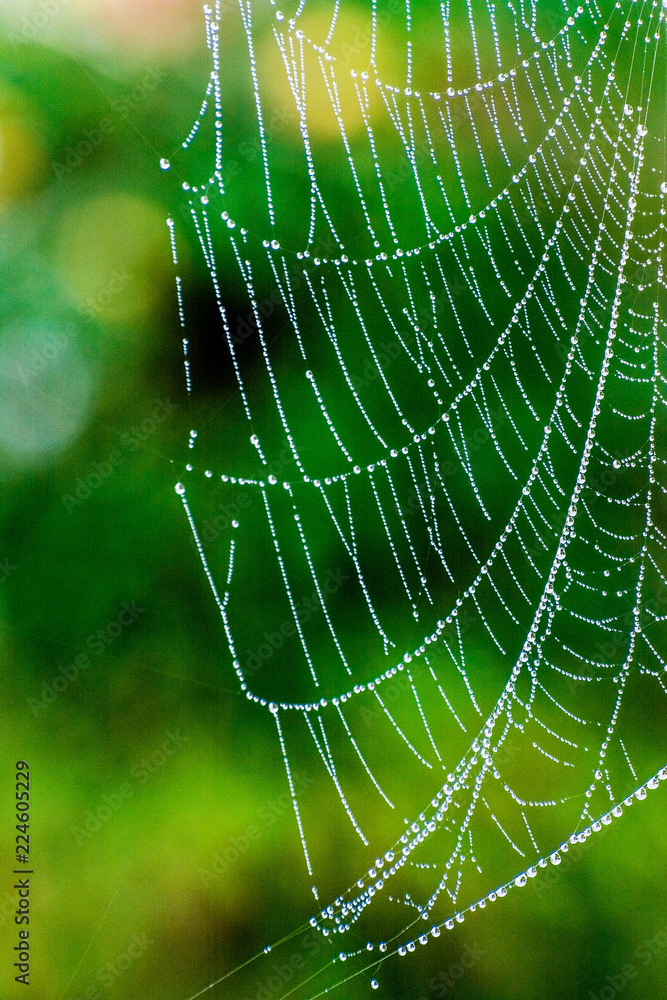 Naklejka premium spider web with water drops