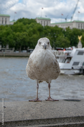 Il guardiano del Tamigi