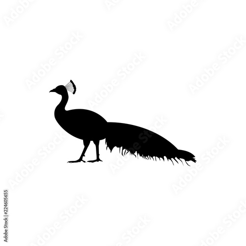 peacock vector silhouette
