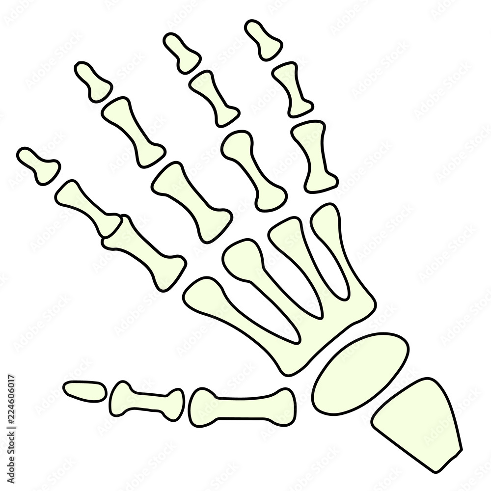 Vector skeleton hand showing gesture ok. Illustration isolated