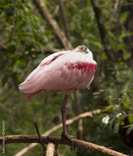 Bird, Parque das Aves, Brazil photo