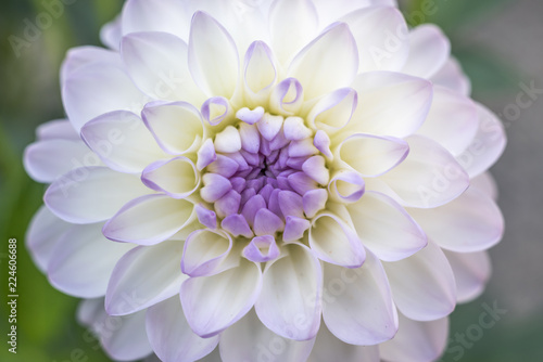 Fototapeta Naklejka Na Ścianę i Meble -  Dahlia