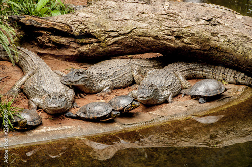 Turtles and Crocodiles photo