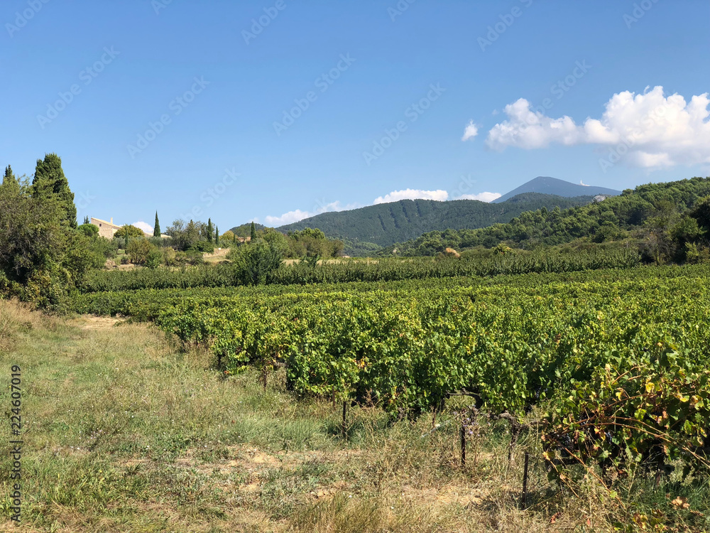 Vew of vineyard in France with hills in background
