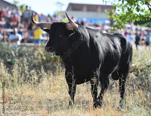 Fototapeta Naklejka Na Ścianę i Meble -  toro en españa