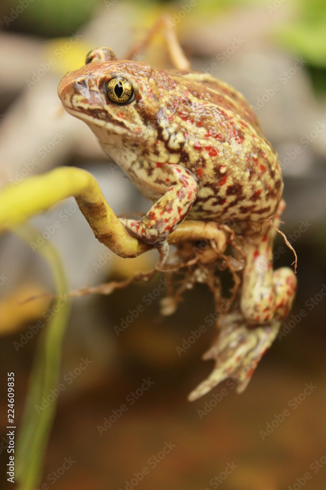 Obraz premium photogenic frog