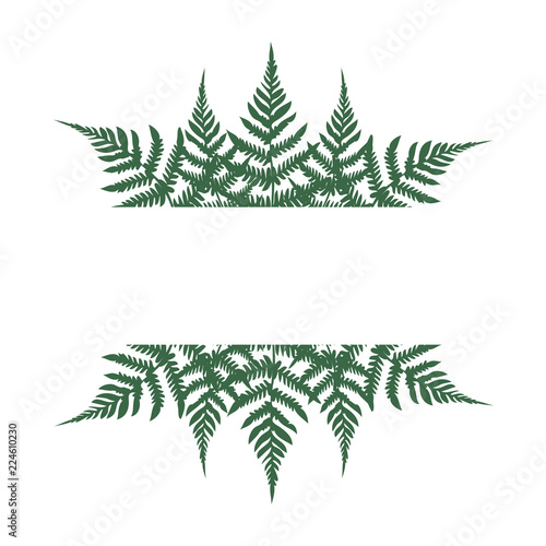 Fern frond frame vector illustration. Border green plant leaves decoration on white background. Detailed bracken fern drawing, tropical forest herbs, fern frond grass card border.